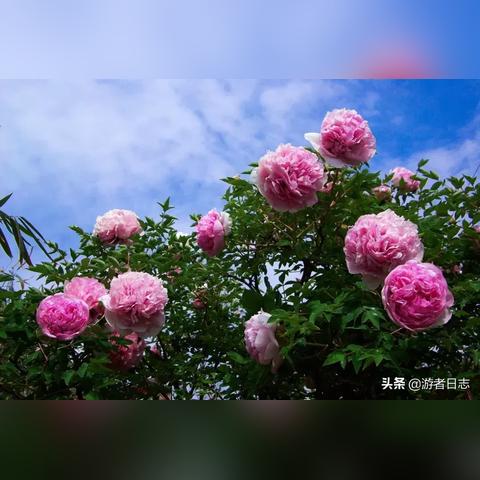 紫色兰州真假的相关长尾关键词有哪些