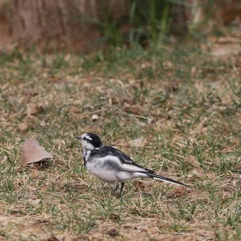 河北邯郸市龙湖公园地址的长尾关键词有哪些
