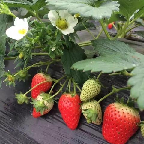 江苏无锡市草莓的长尾关键词有哪些