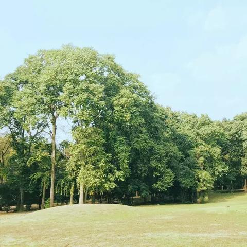 杭州植物园面积多少平方千米？
