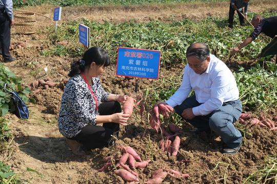 「乡村振兴看湖北」“薯婆婆”陈全秀退休后将小红薯做出亿元大产业