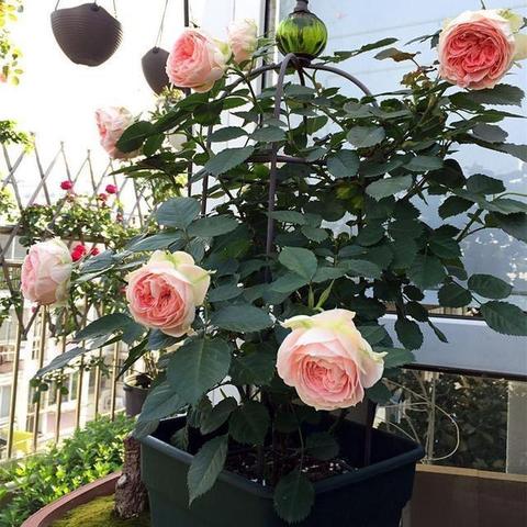 沈阳市哪个区的地势高?