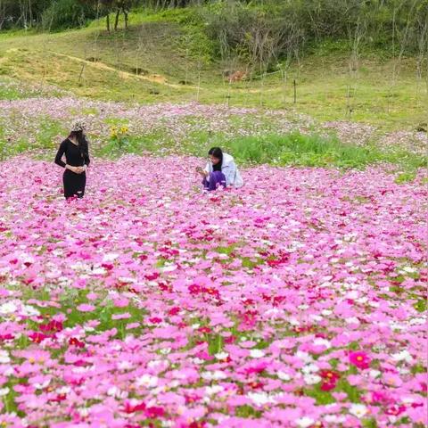 厦门市花海在哪里