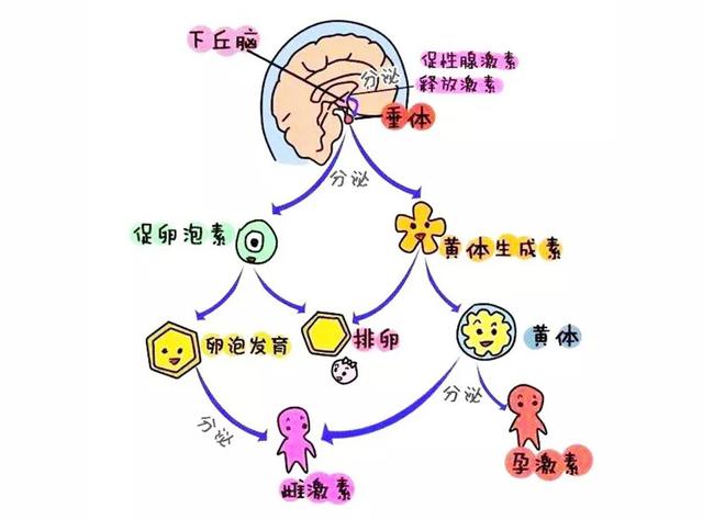 孕酮低就要流产吗