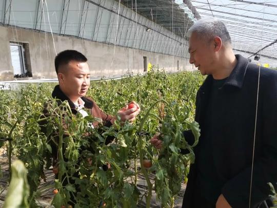 柿子红了！前郭着力开发乡村旅游产业，采摘园迎来采摘旺季