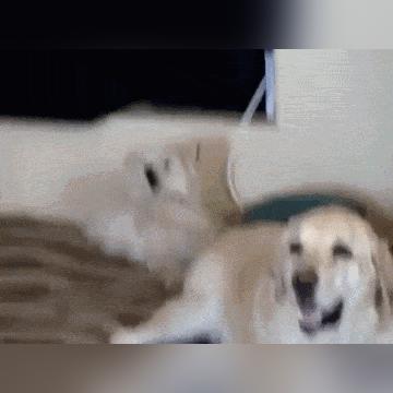 中国狗狗的电影大全的长尾关键词是什么