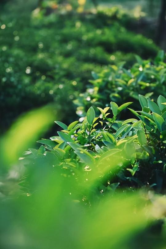 中叙堂白茶首席茶叶工程师——叶芳养，谈白茶创业路
