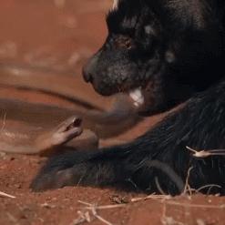 南通蛇类长尾关键词有什么