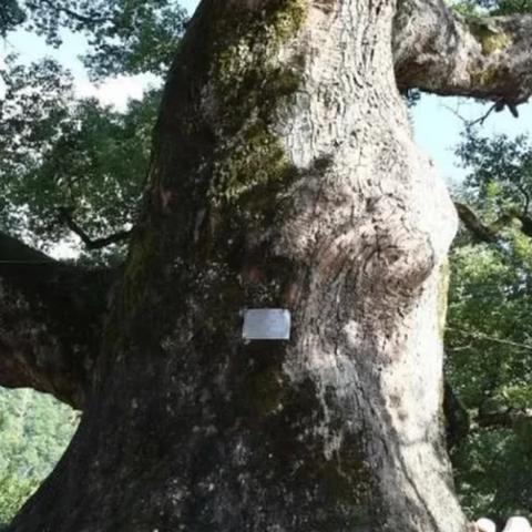 福建产什么树
