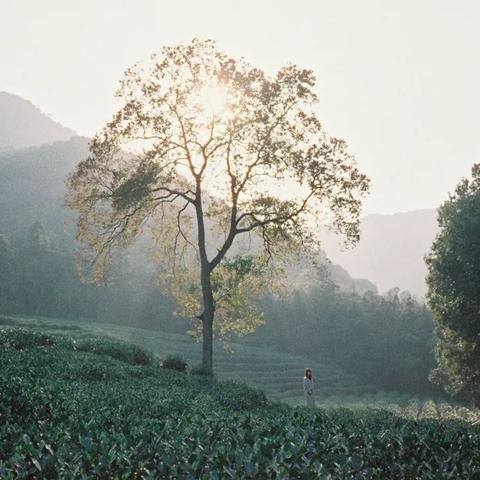 杭州市龙坞属于哪个区