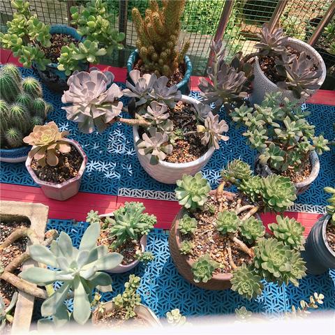 怎么在宠物店买鸟南宁市