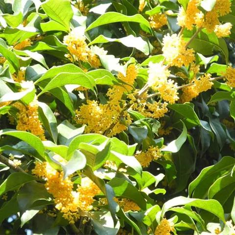 桂林银桂香水相关长尾关键词有哪些