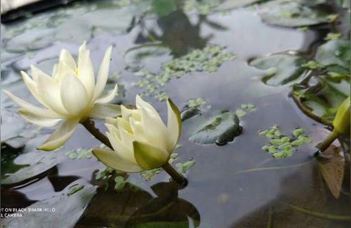 超小型盆栽植物一天浇水几次最好,玉米不用浇水吗?