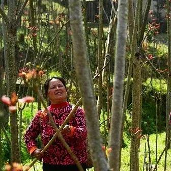 福建哪个地方产香椿