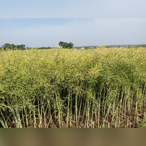 河南最大的油田是什么油田？规模，产油量综合来说哪个厉害？