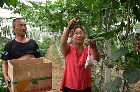 汝州市夏店镇：夫妻返乡创业，带贫群众致富
