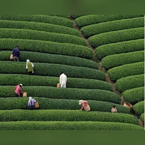 广州市有什么地方看油菜花