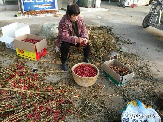 辣椒又涨价了，农村人又看到了希望，还有一种人比种植户更高兴