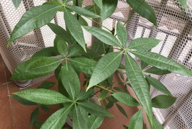 有宝宝了养植物时要注意些什么