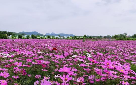黄​石​一冷门景点，矿产资源丰富鲜花众多似花海，名气小客流量少