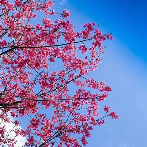 桂林市春天哪里好