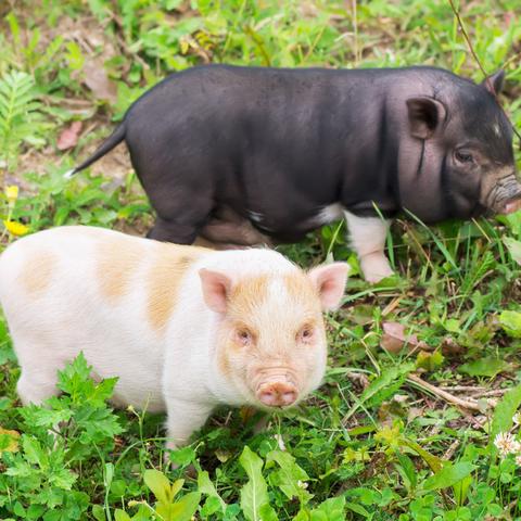 成都市29号线地铁的长尾关键词有什么