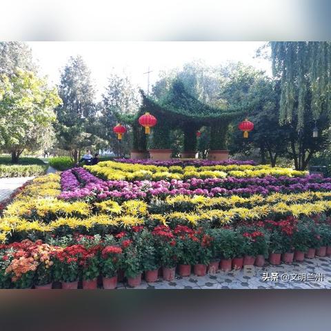 兰州市哪里买盆景最便宜