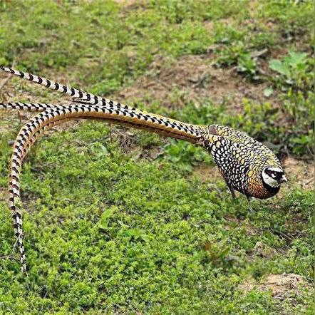 沈阳青岛飞机相关长尾关键词有哪些