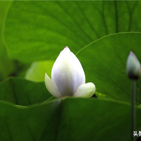 西安哪个公园荷花最多？