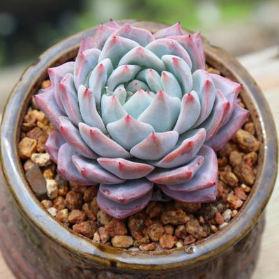 植物大战僵尸杂交版免费版（植物大战僵尸杂交版免费版，一场绿色与僵尸的较量）