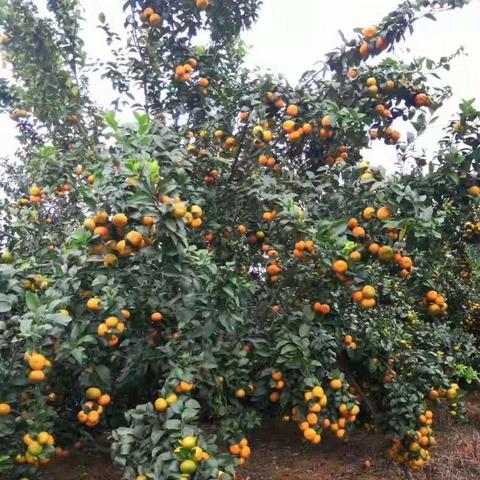 桂林市车辆代办公司相关长尾关键词有哪些