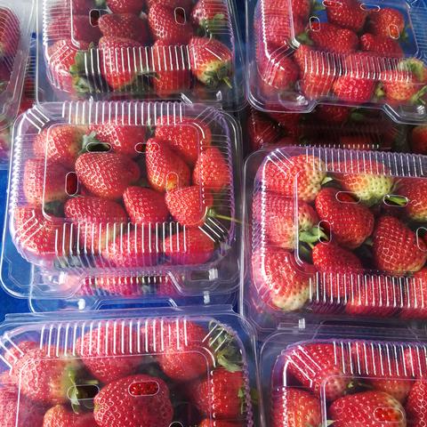 草莓苗河南的相关长尾关键词有哪些