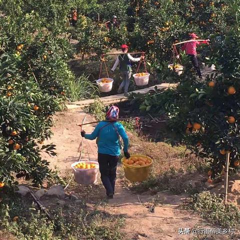 赣州市崇义金坑乡的长尾关键词有什么