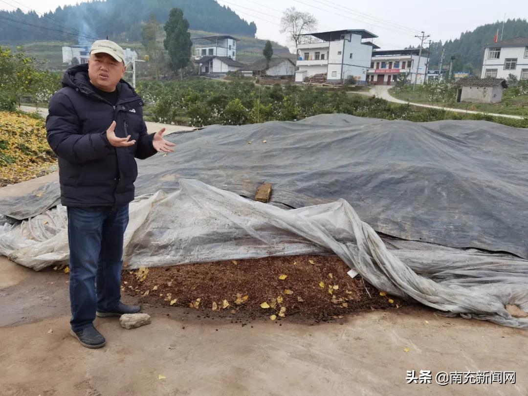 春見柑橘1年幼樹的病蟲害_耙耙柑用羊糞幾月好