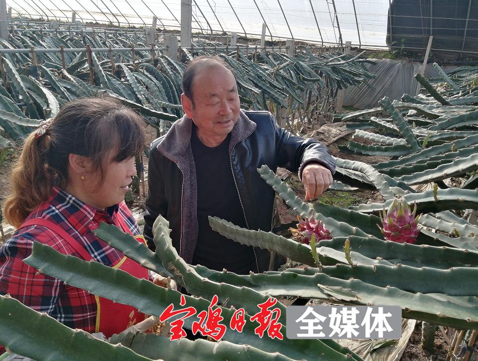 南方果樹(shù)柑橘種植手藝_柑橘一年需要施幾次肥