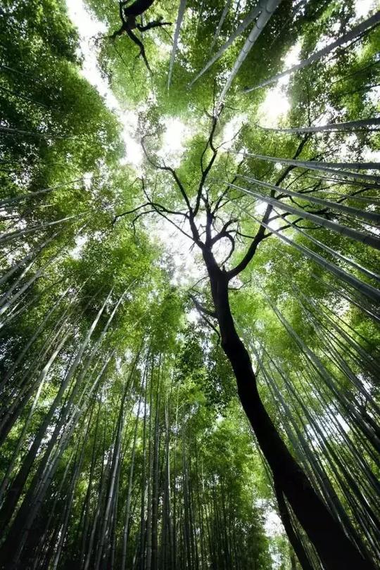 园林上你不知道的冷门知识