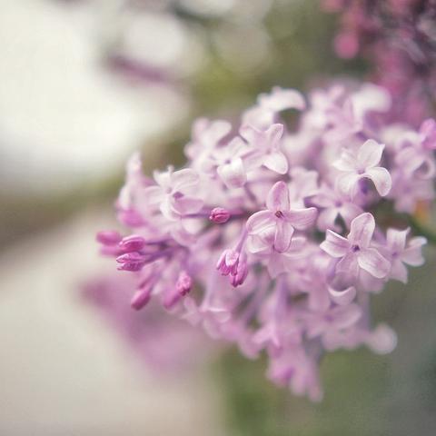 哈尔滨哪里有花卉苗圃相关长尾关键词有哪些