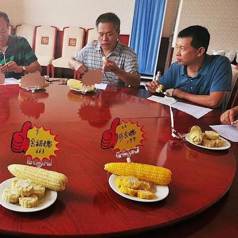 石家庄市哪里有玉米地种