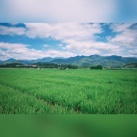 福建有什么昆虫