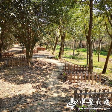 合肥市殡葬处怎么样
