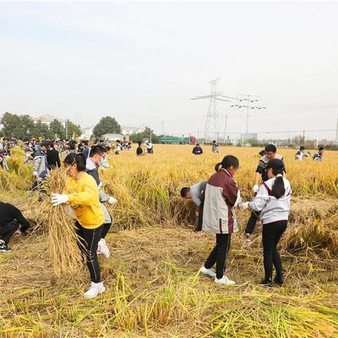 无锡市稻香早茶店在哪里