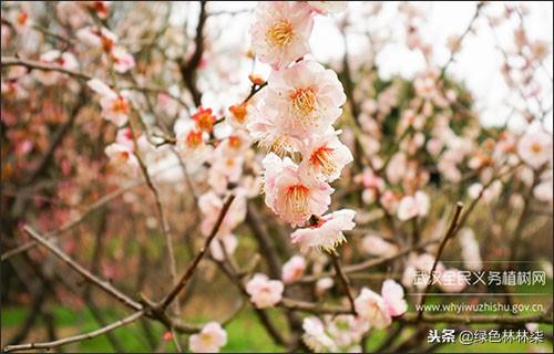 盆栽梅花冬天会开花吗,腊梅迎春是什么意思?