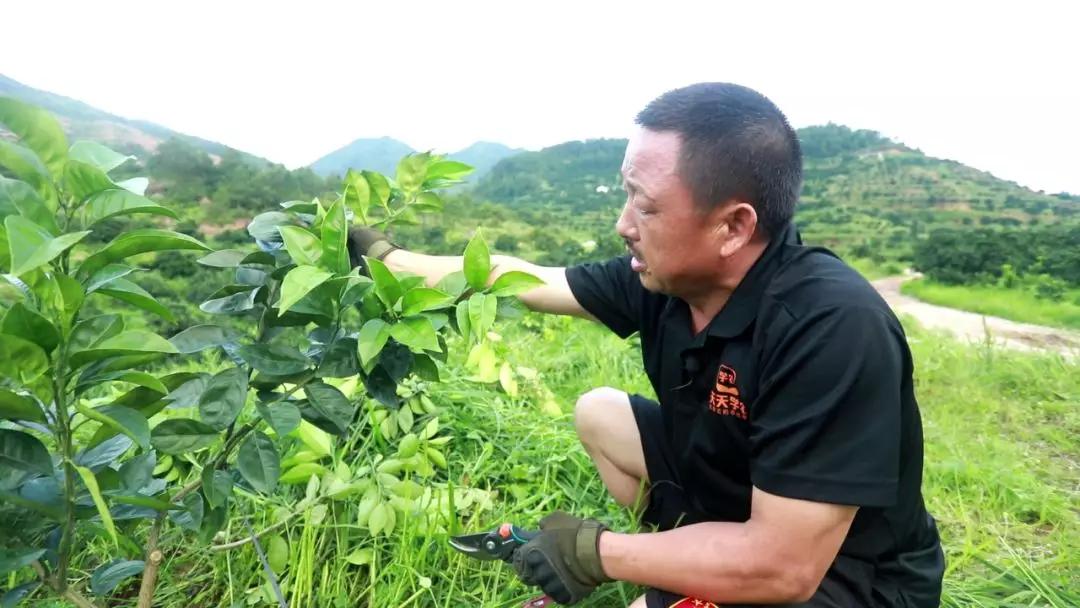 柑橘種植手藝辦事隊(duì)_老蒼生的春耕播種怎么辦