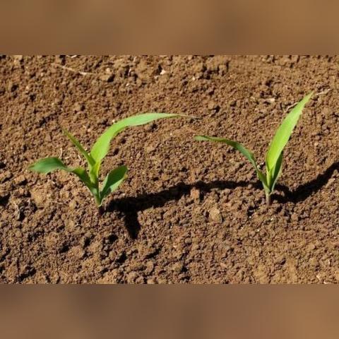 硫酸钾 复合肥相关长尾关键词有哪些