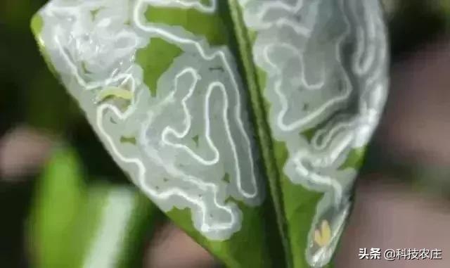 柑橘栽培技术培训总结范文图片（有什么是你去了浙江才知道的）
