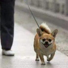 杭州市狗证为什么这么贵