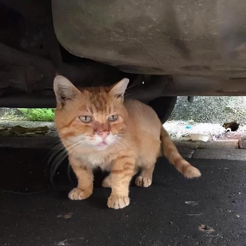 济南放生猫相关长尾关键词有哪些