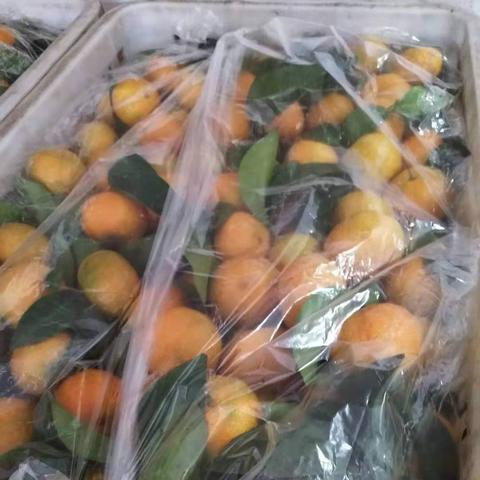 桂林沙糖桔行业状况相关长尾关键词有哪些