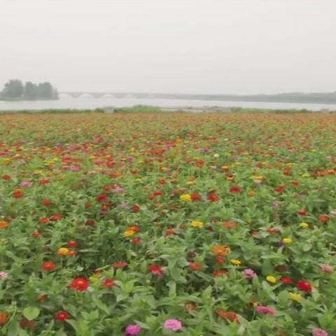 石家庄市云龙大桥在哪里