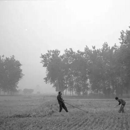 周口市玉米怎么卖